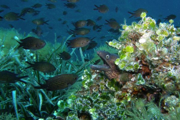 Castagnole noire  Chromis chromis